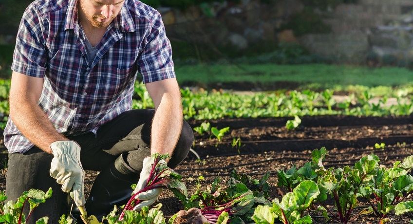 Agricoltura: sconti contributivi per l’avvio di attività di lavoro autonomo